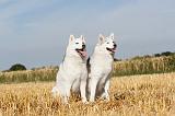SIBERIAN HUSKY 044